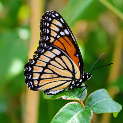 butterfly