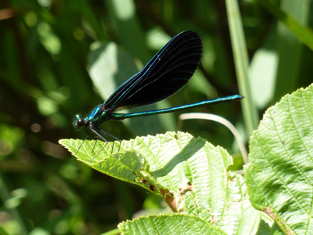 dragonfly