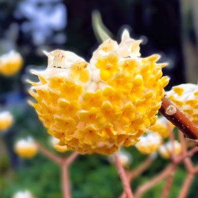 flora