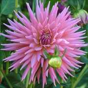 flora2