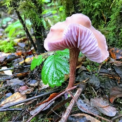 mushroom