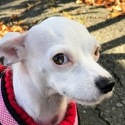 sunny-dog
